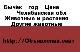 Бычёк 1 год › Цена ­ 60 000 - Челябинская обл. Животные и растения » Другие животные   